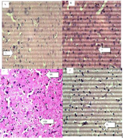 biomedres-openaccess-journal-bjstr
