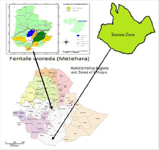 biomedres-openaccess-journal-bjstr