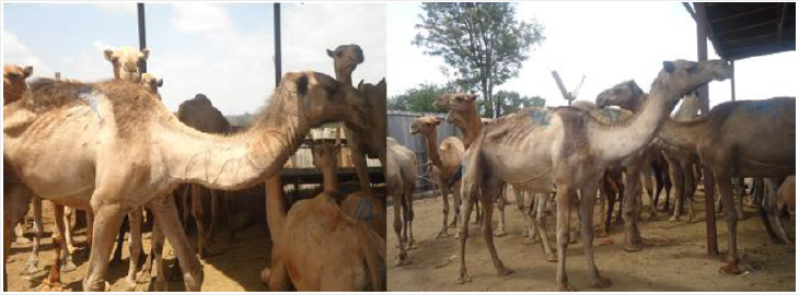 biomedres-openaccess-journal-bjstr