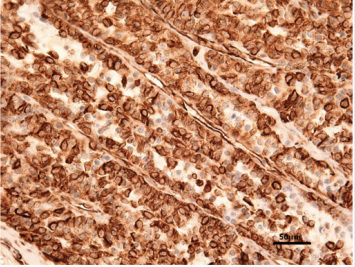 biomedres-openaccess-journal-bjstr