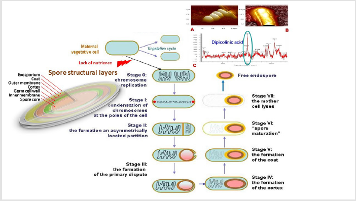biomedres-openaccess-journal-bjstr