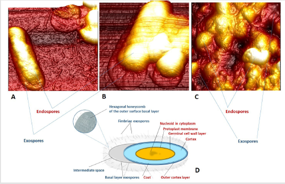 biomedres-openaccess-journal-bjstr