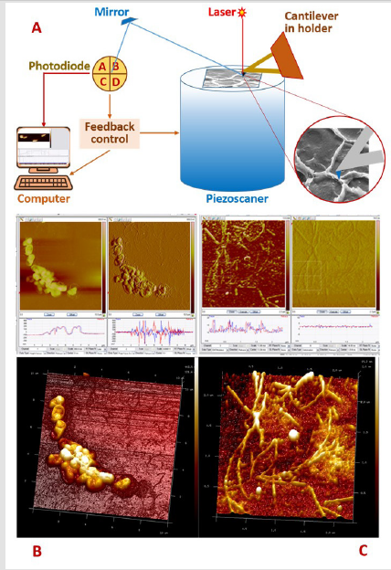 biomedres-openaccess-journal-bjstr