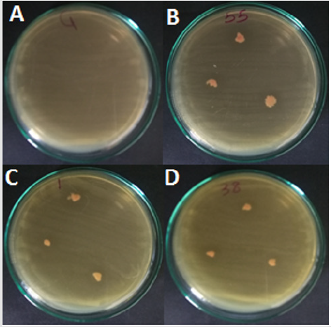 biomedres-openaccess-journal-bjstr