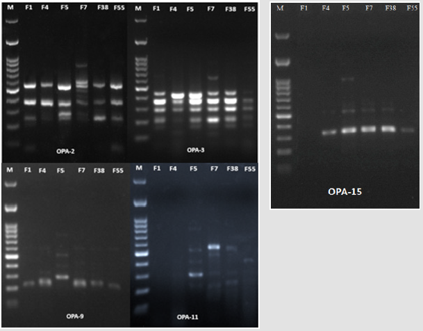 biomedres-openaccess-journal-bjstr
