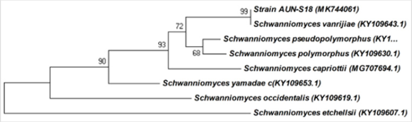biomedres-openaccess-journal-bjstr