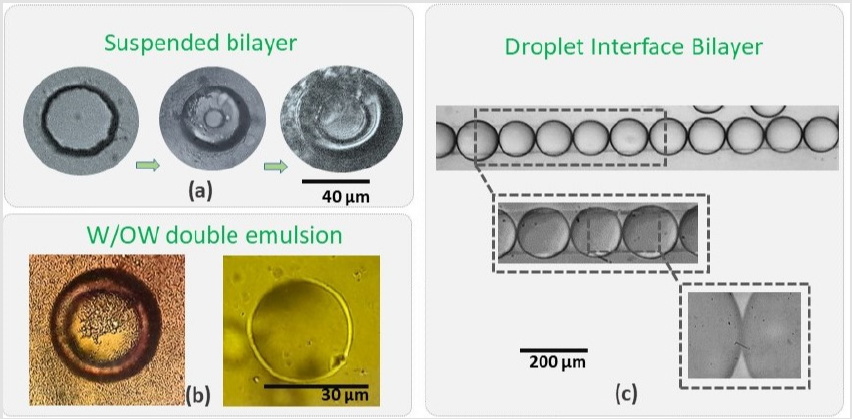 biomedres-openaccess-journal-bjstr