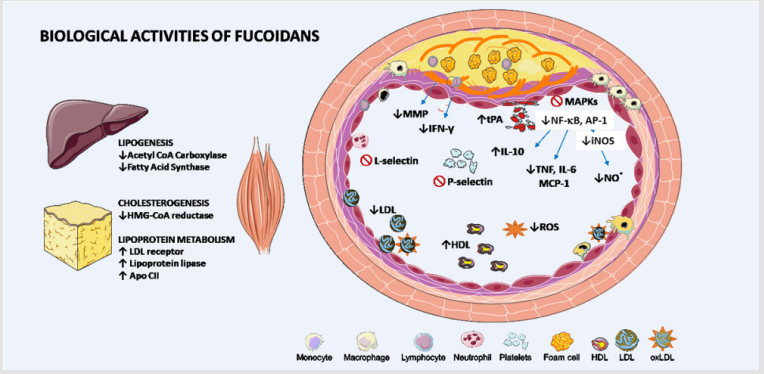 biomedres-openaccess-journal-bjstr