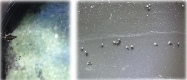 biomedres-openaccess-journal-bjstr