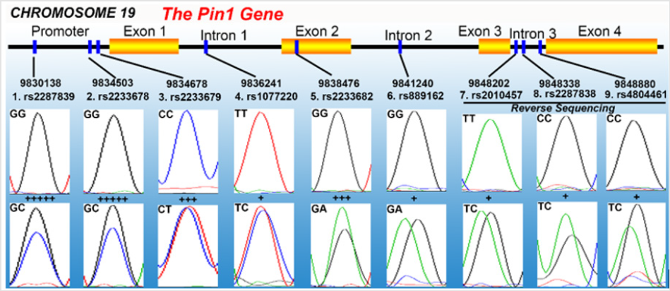 biomedres-openaccess-journal-bjstr