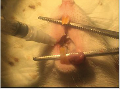 biomedres-openaccess-journal-bjstr