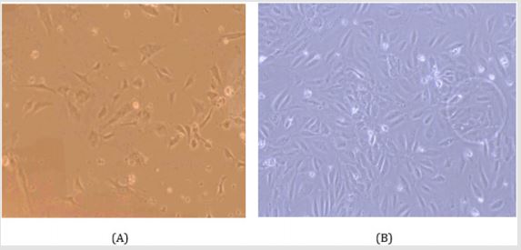 biomedres-openaccess-journal-bjstr