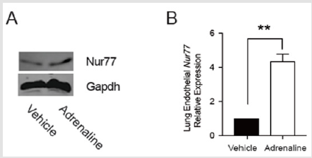 biomedres-openaccess-journal-bjstr