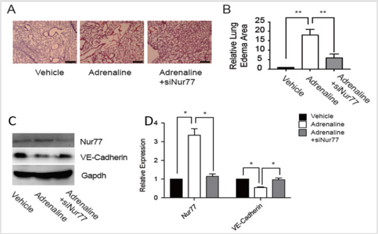 biomedres-openaccess-journal-bjstr