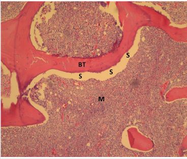 biomedres-openaccess-journal-bjstr