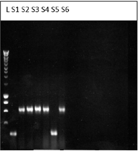 biomedres-openaccess-journal-bjstr