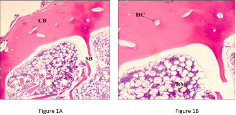 biomedres-openaccess-journal-bjstr