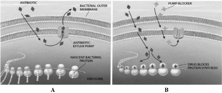 biomedres-openaccess-journal-bjstr