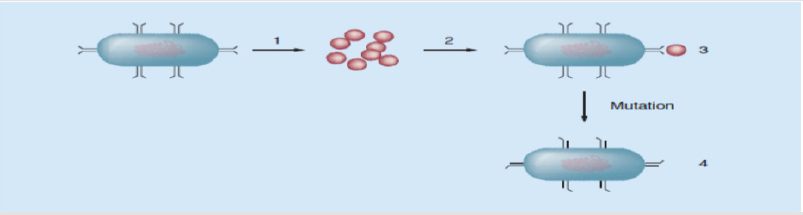 biomedres-openaccess-journal-bjstr
