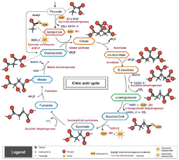 biomedres-openaccess-journal-bjstr