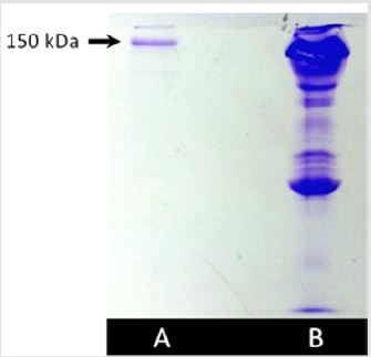 biomedres-openaccess-journal-bjstr