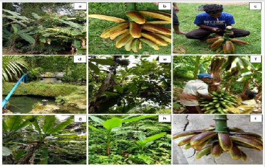 biomedres-openaccess-journal-bjstr
