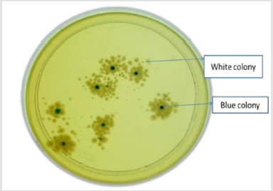 biomedres-openaccess-journal-bjstr