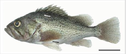 biomedres-openaccess-journal-bjstr