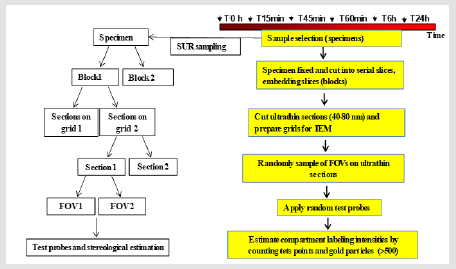 biomedres-openaccess-journal-bjstr
