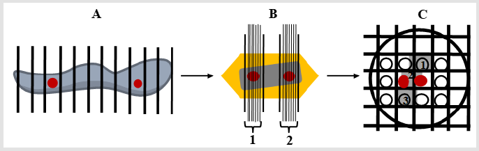 biomedres-openaccess-journal-bjstr