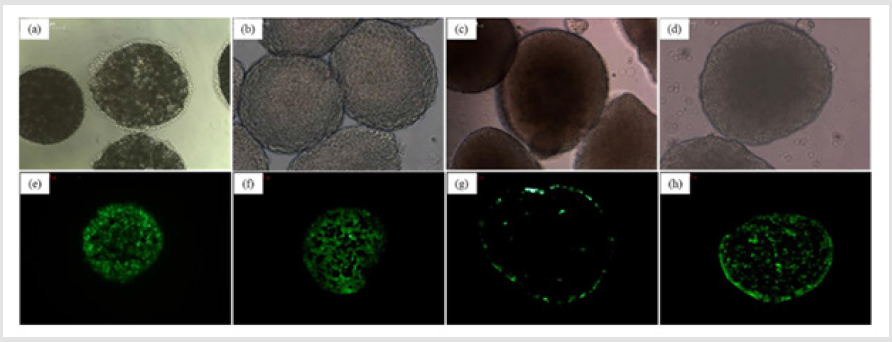 biomedres-openaccess-journal-bjstr