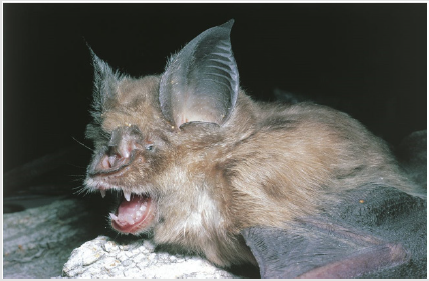 biomedres-openaccess-journal-bjstr