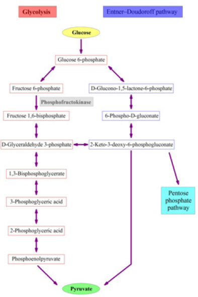 biomedres-openaccess-journal-bjstr
