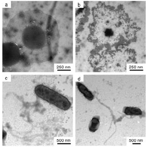 biomedres-openaccess-journal-bjstr