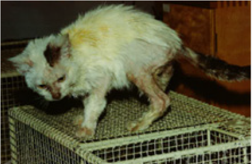 biomedres-openaccess-journal-bjstr