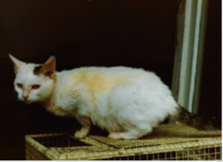 biomedres-openaccess-journal-bjstr