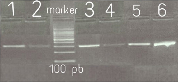 biomedres-openaccess-journal-bjstr