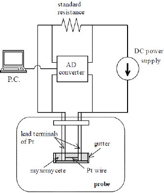 biomedres-openaccess-journal-bjstr