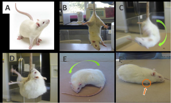 biomedres-openaccess-journal-bjstr