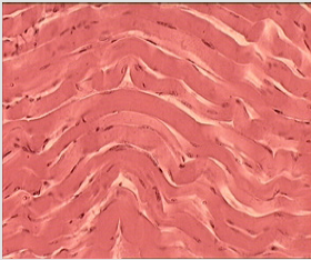 biomedres-openaccess-journal-bjstr