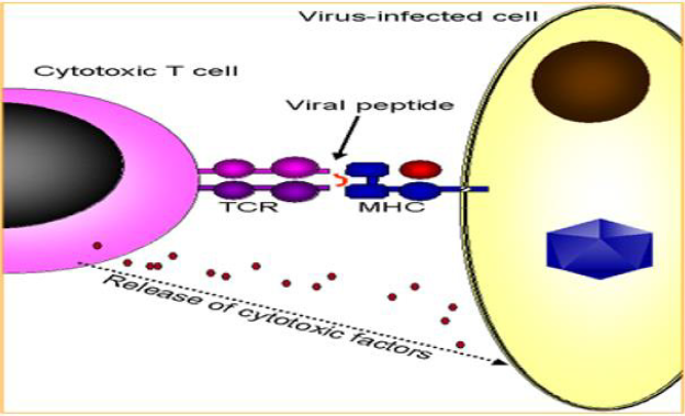 biomedres-openaccess-journal-bjstr