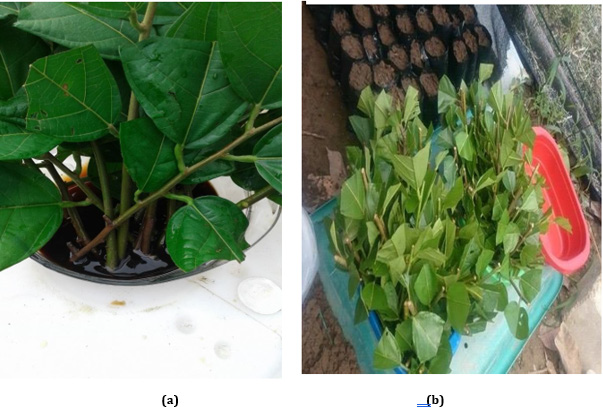 biomedres-openaccess-journal-bjstr