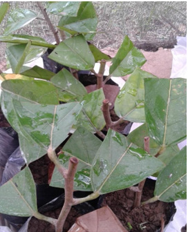 biomedres-openaccess-journal-bjstr