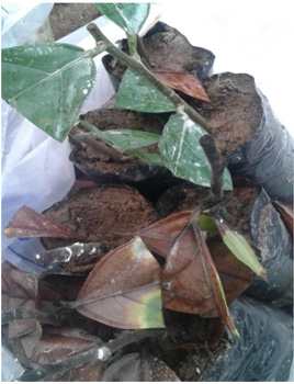 biomedres-openaccess-journal-bjstr