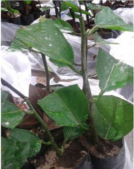 biomedres-openaccess-journal-bjstr