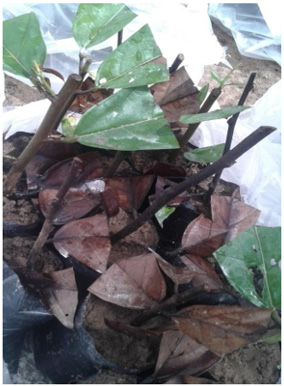 biomedres-openaccess-journal-bjstr