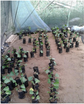 biomedres-openaccess-journal-bjstr