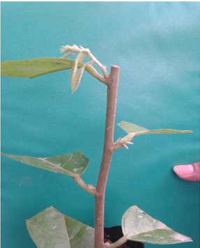 biomedres-openaccess-journal-bjstr