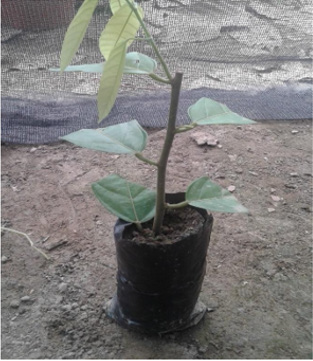 biomedres-openaccess-journal-bjstr