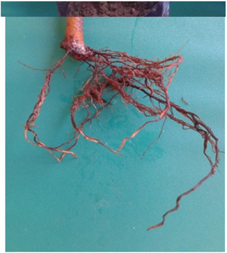 biomedres-openaccess-journal-bjstr